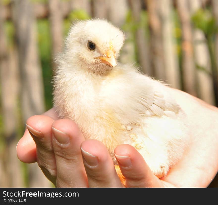 The Chicken Sits In Hands Of The Person