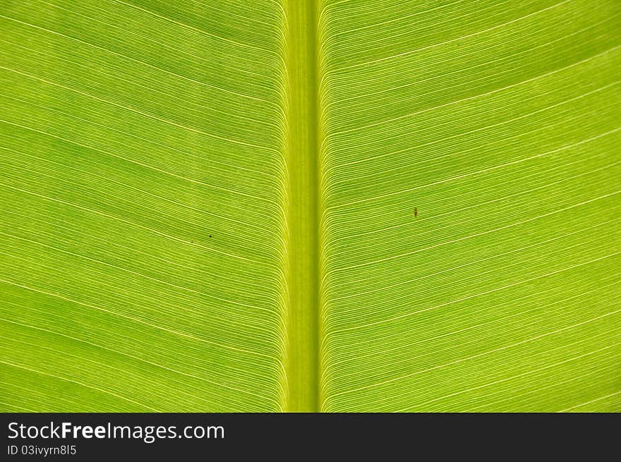 Closeup detailed shot of tropical green leaf. Closeup detailed shot of tropical green leaf.