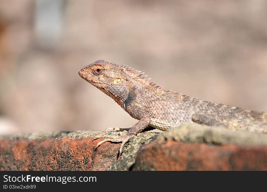 Closeup shot of camouflaged garden lizard looking beautiful.