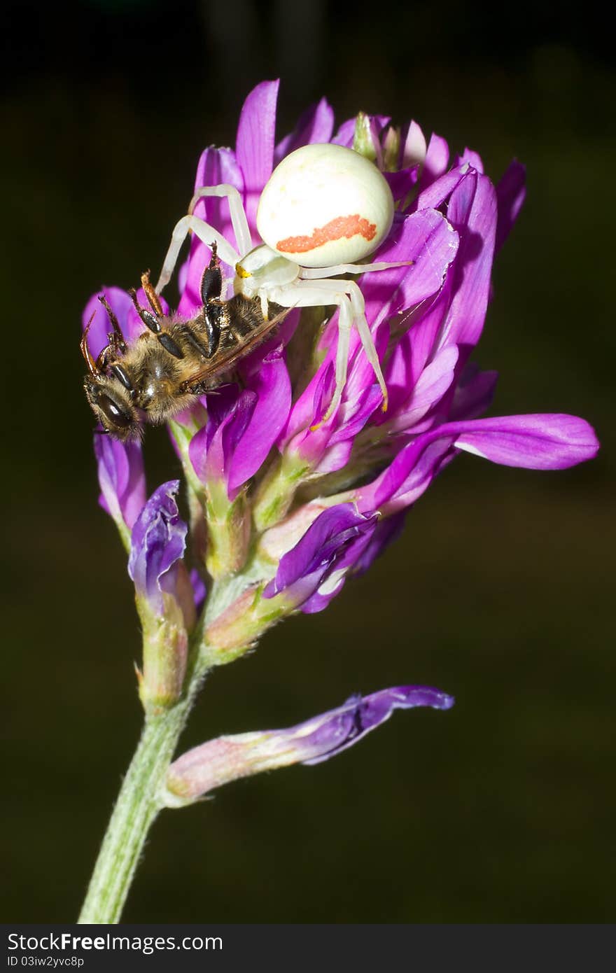 Goldenrod Crab Spider  / Misumena vatia