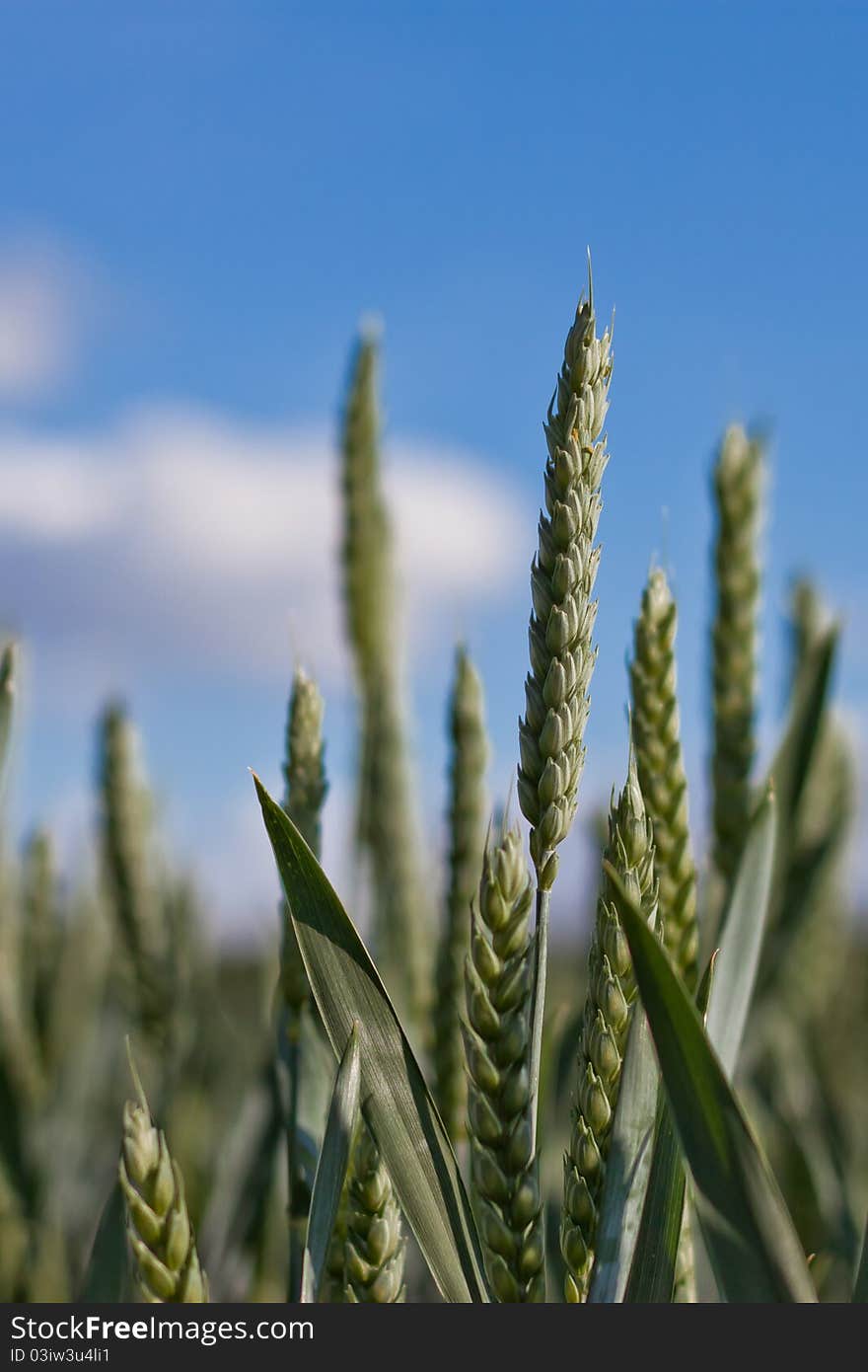 Green wheat