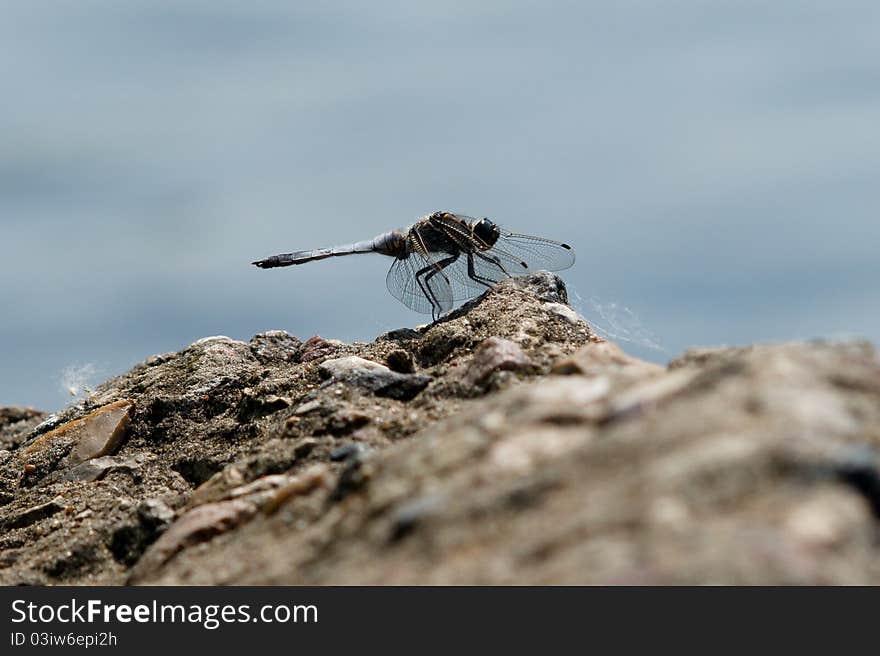 Dragonfly On The Rocks