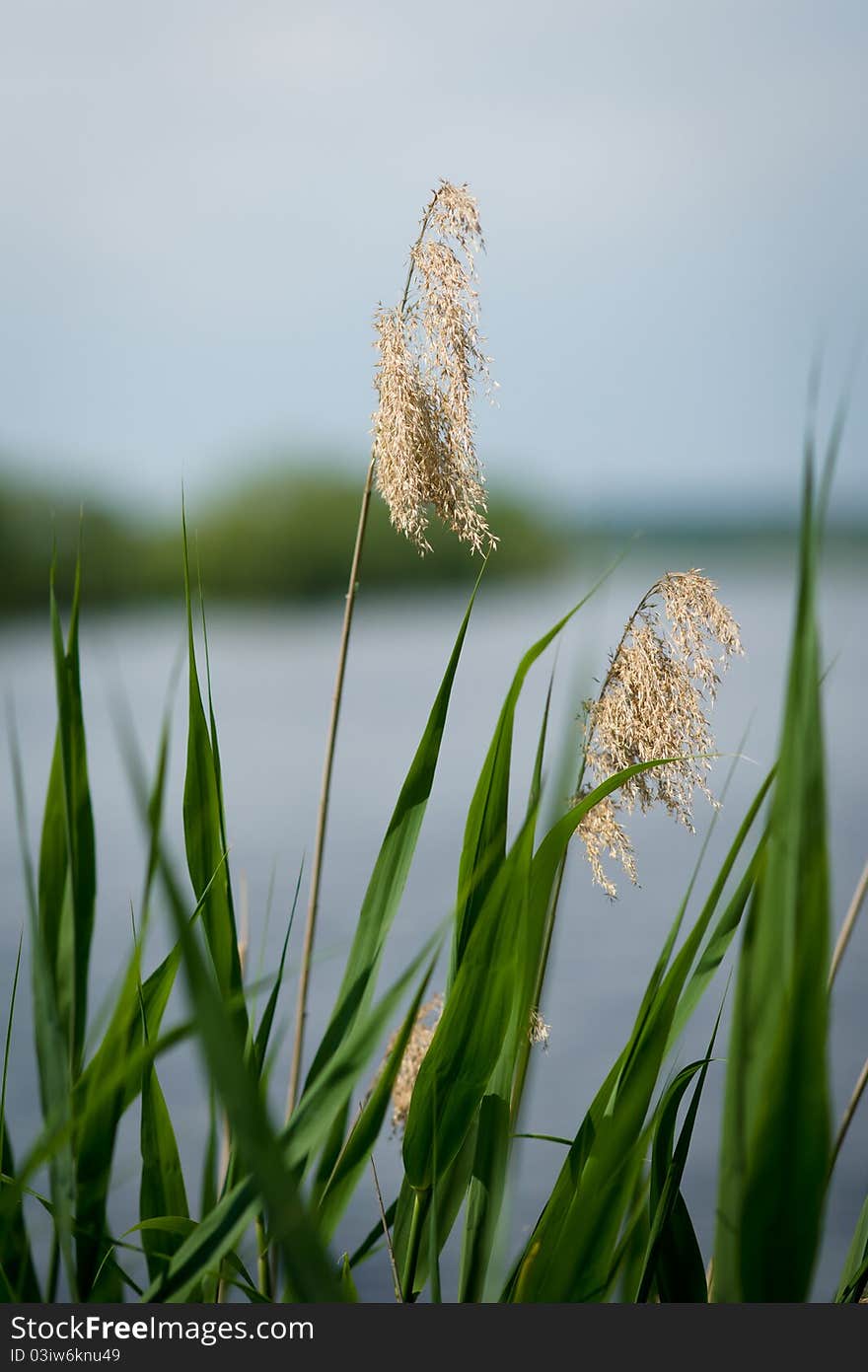 Riparian Grass