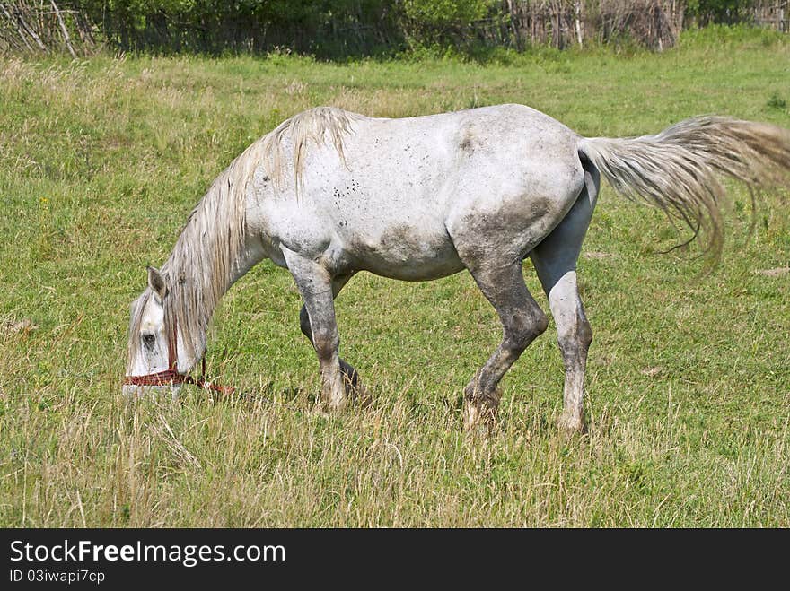 White horse on a land