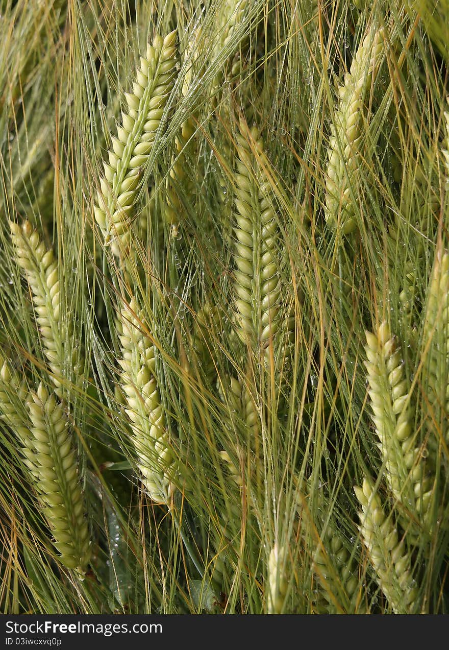 Background of Rye covered with drops. Background of Rye covered with drops