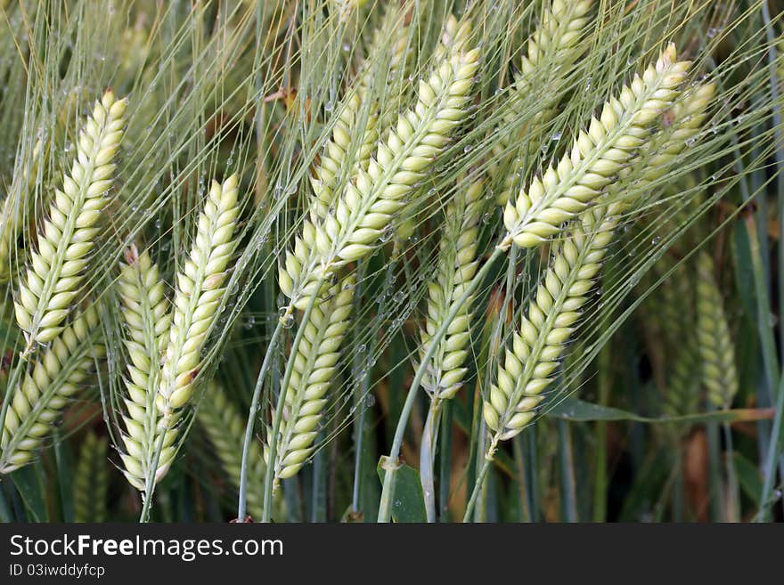 Background of Rye covered with drops. Background of Rye covered with drops