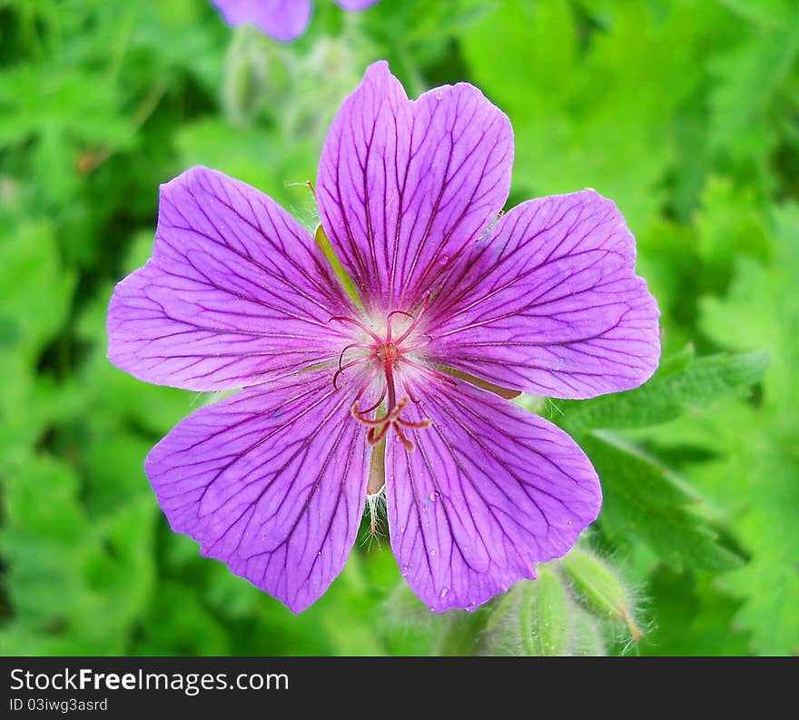 Isolate Violet Flower Macroshot