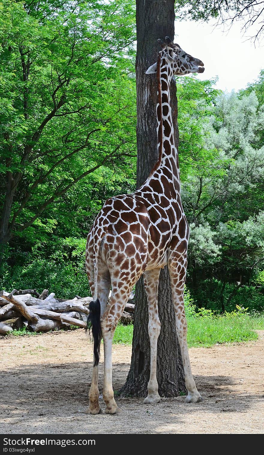 Tall giraffe standing next to tall tree. Tall giraffe standing next to tall tree