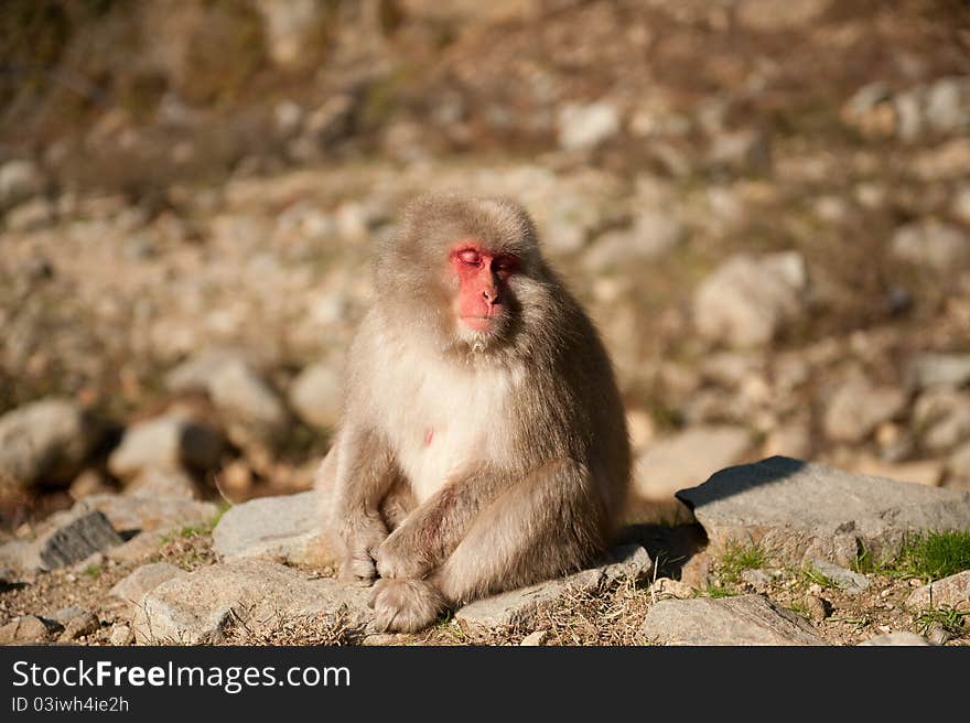 One snow monkey is sleeping