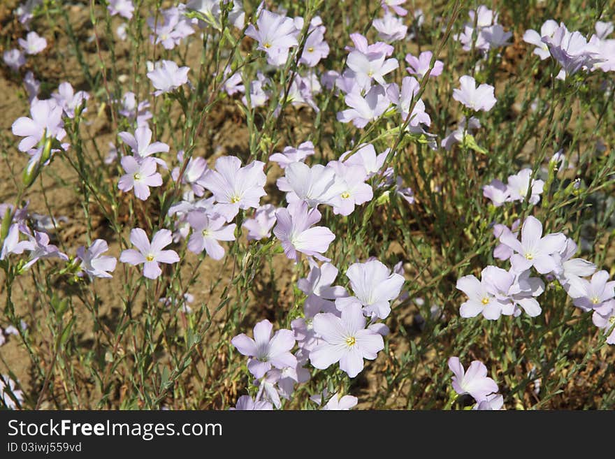 Linum flowers