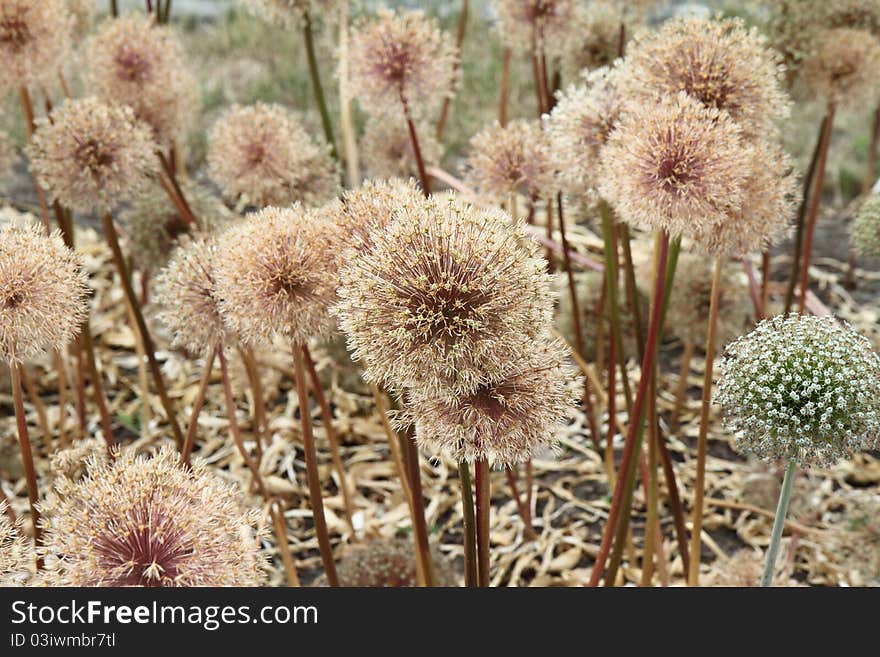 Giant Onion Flowers