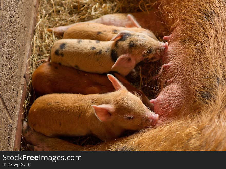 Four lovelyfarm piglets having a meal. Four lovelyfarm piglets having a meal