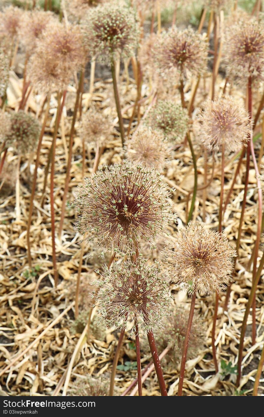 Giant Onion (Allium Giganteum) after blooming in a garden