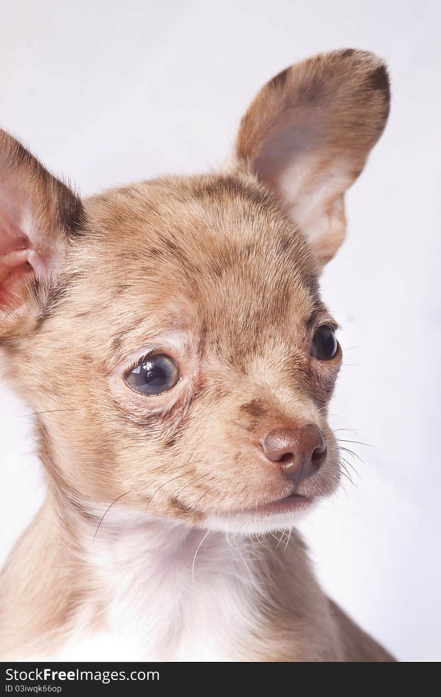 Merle chihuahua dog  close-up