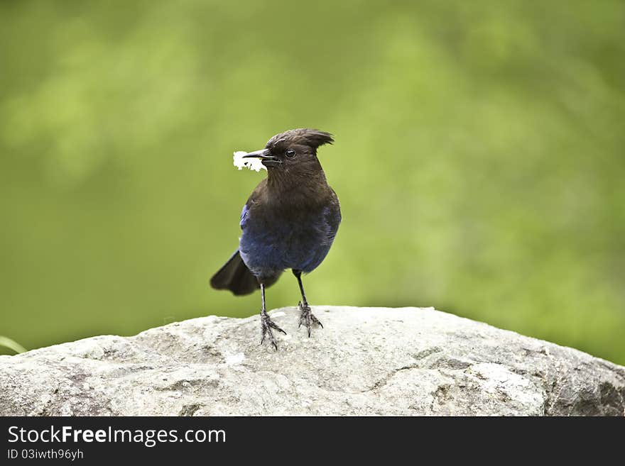 Steller S Jay (Cyanocitta Stelleri)