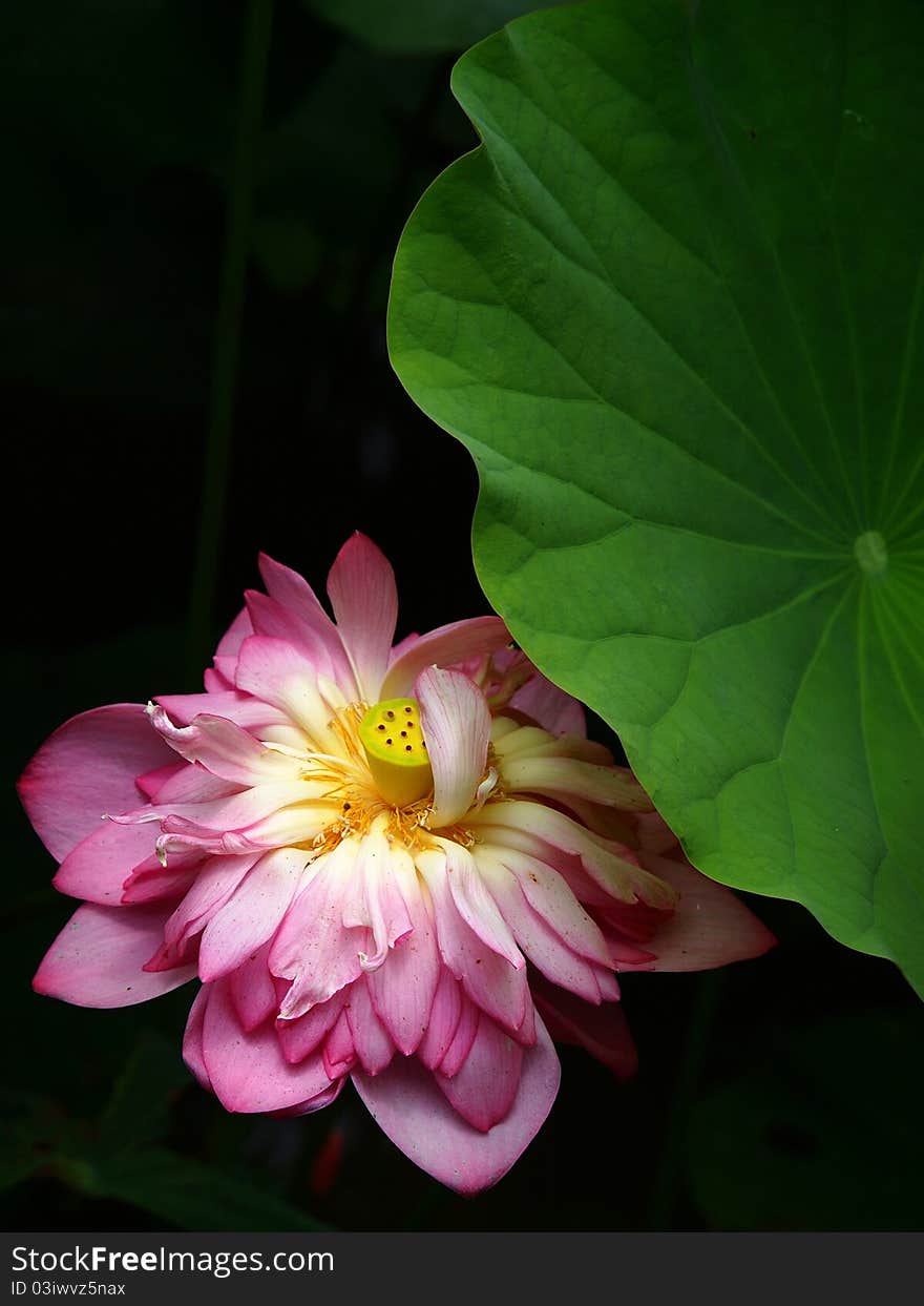 One of popular plants in oriental countries and blooms in summer. One of popular plants in oriental countries and blooms in summer