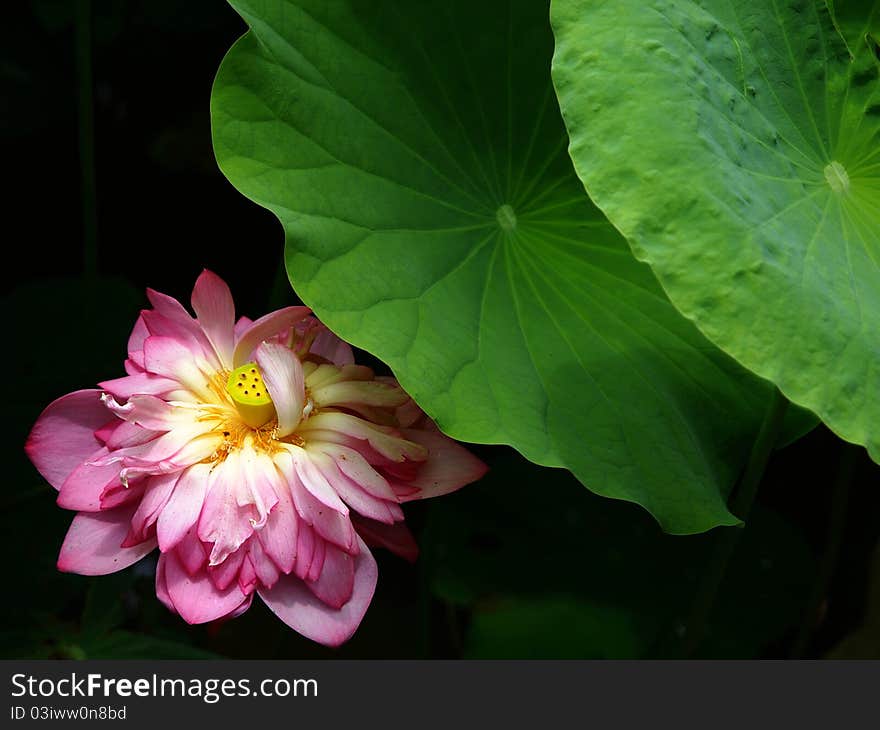 One of popular plants in oriental countries and blooms in summer. One of popular plants in oriental countries and blooms in summer