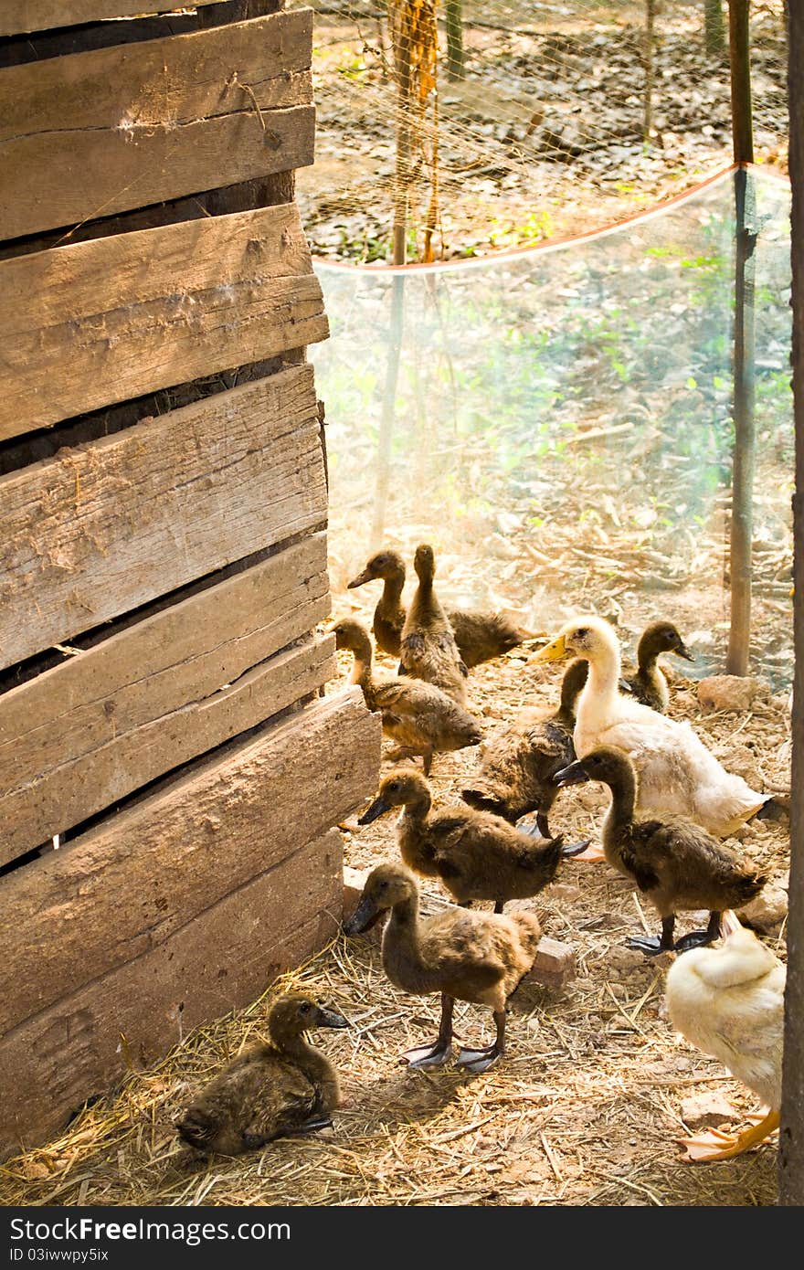 Duck farming villages for food or for sale is a once occupation of the Thai people. Duck farming villages for food or for sale is a once occupation of the Thai people.