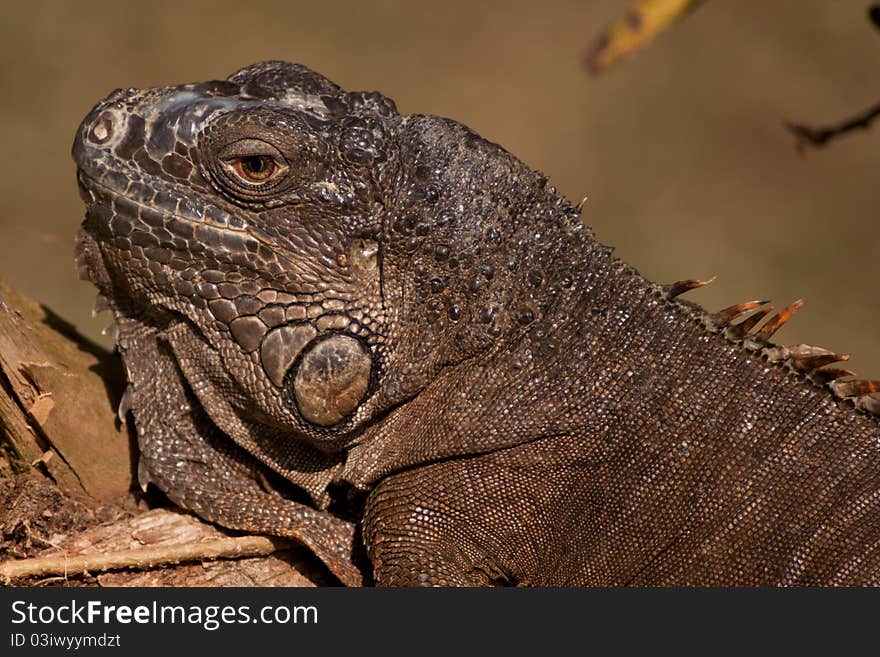 Gray iguana