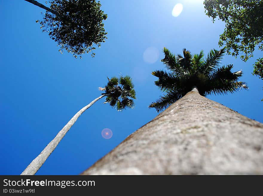 A palm tree gleaming in the shining sun. A palm tree gleaming in the shining sun