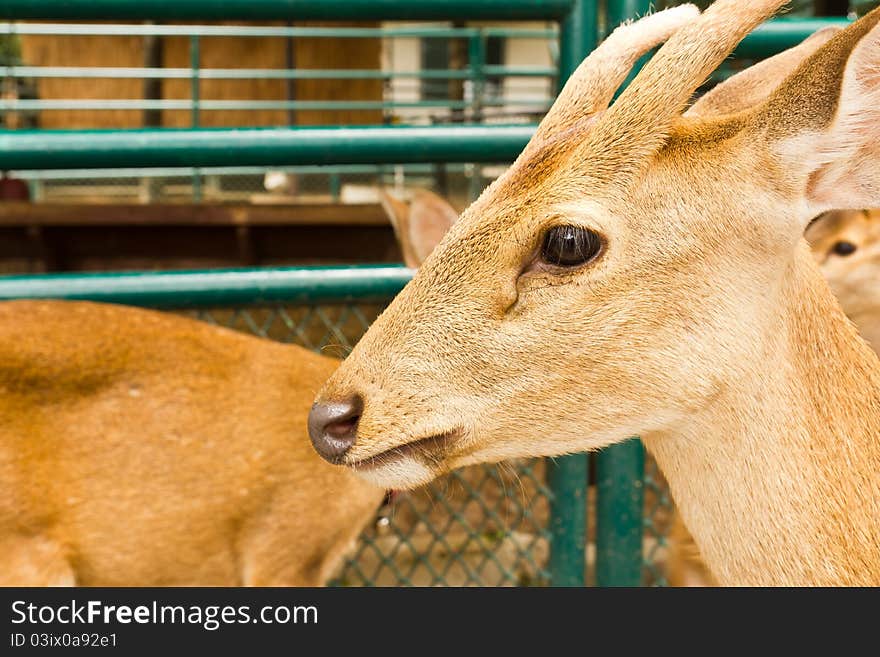 Deer head close-up