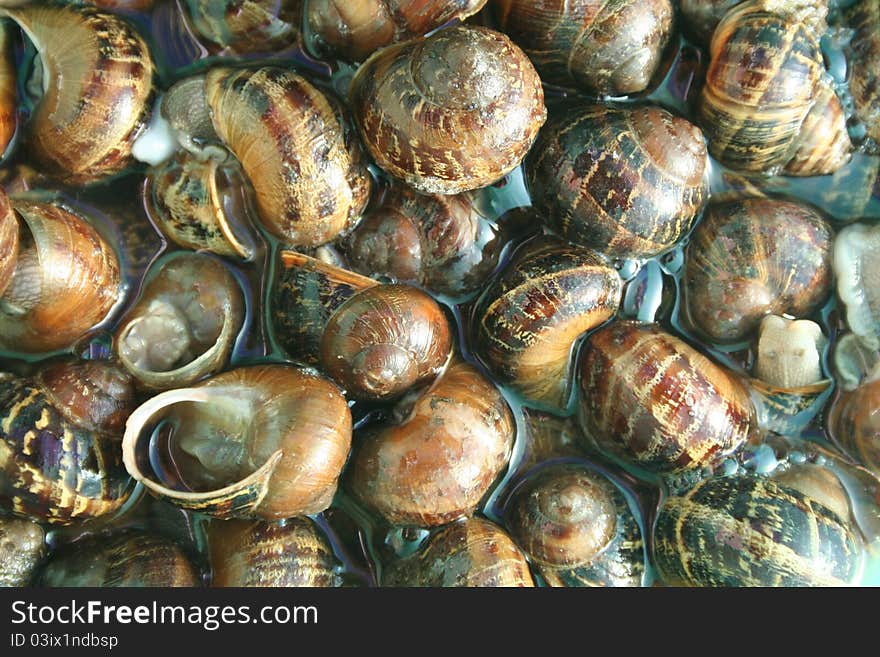 Oodles of snail shells piled in water. Oodles of snail shells piled in water.