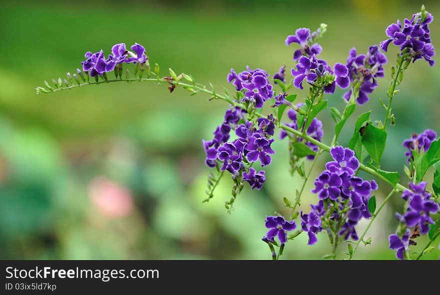 Violet flower on green for background & image