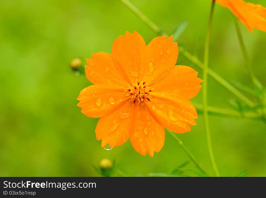 Image of yellow cosmos flower