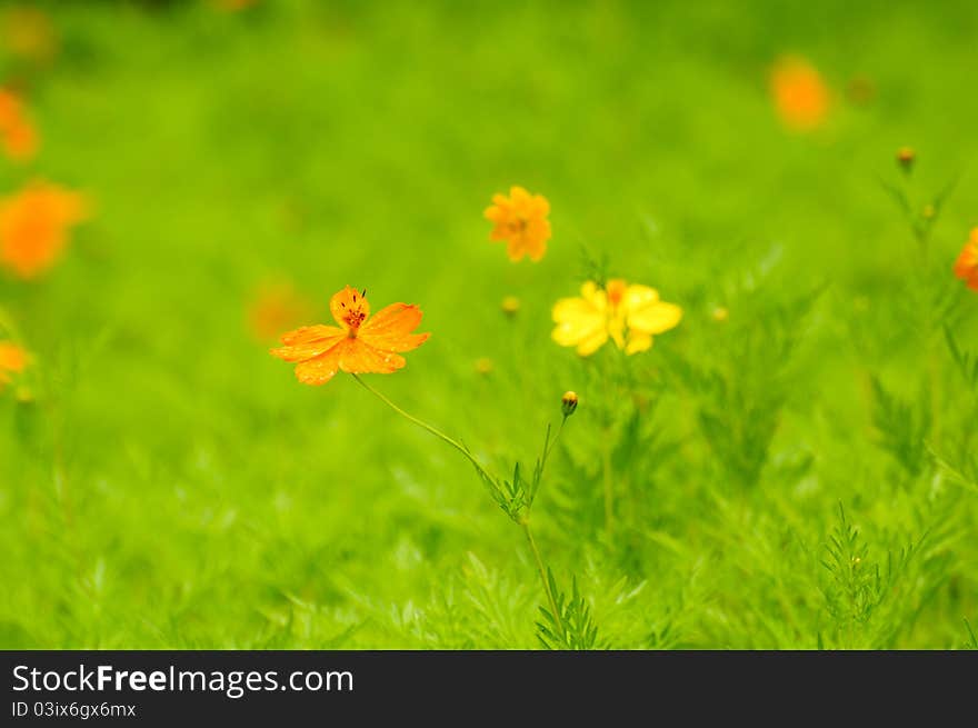 Yellow cosmos flower, used to background