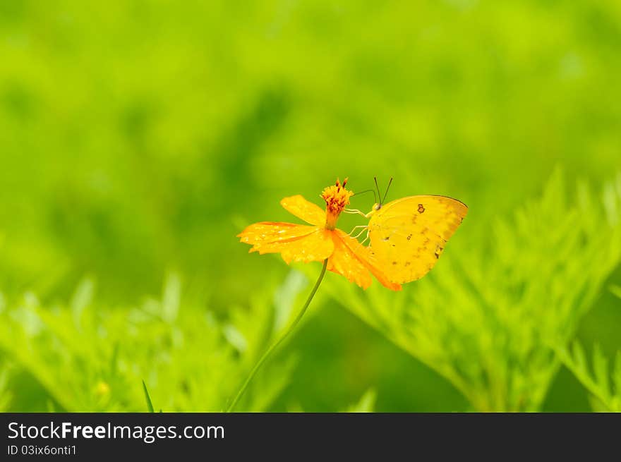 Butterfly on yellow flower