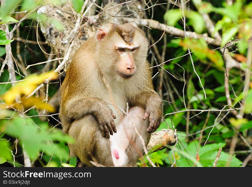 Monkey at Khao Yai National Park