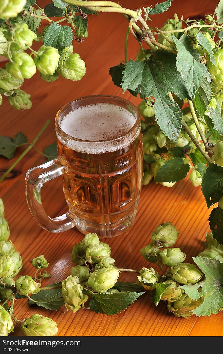 Still life with beer and hop. Still life with beer and hop