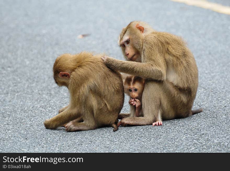 Family of Monkey at Khao Yai National Park, Thailand