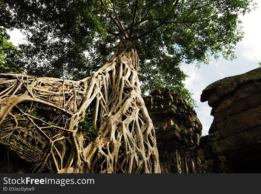 Tree root sit on a ruin ancient building at Angkor Wat, Cambodia