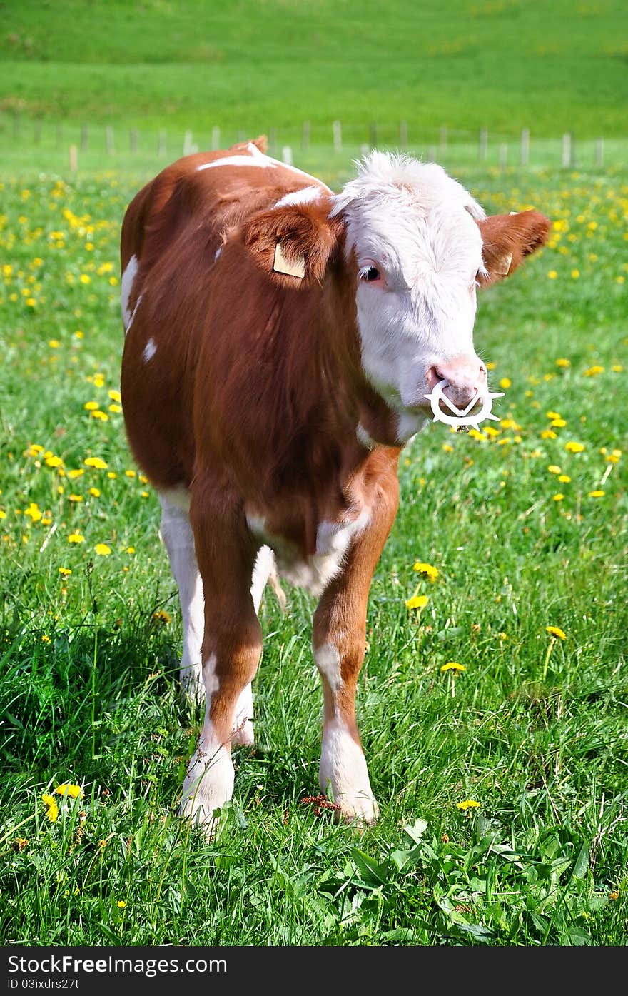 Red cow stay on green grass