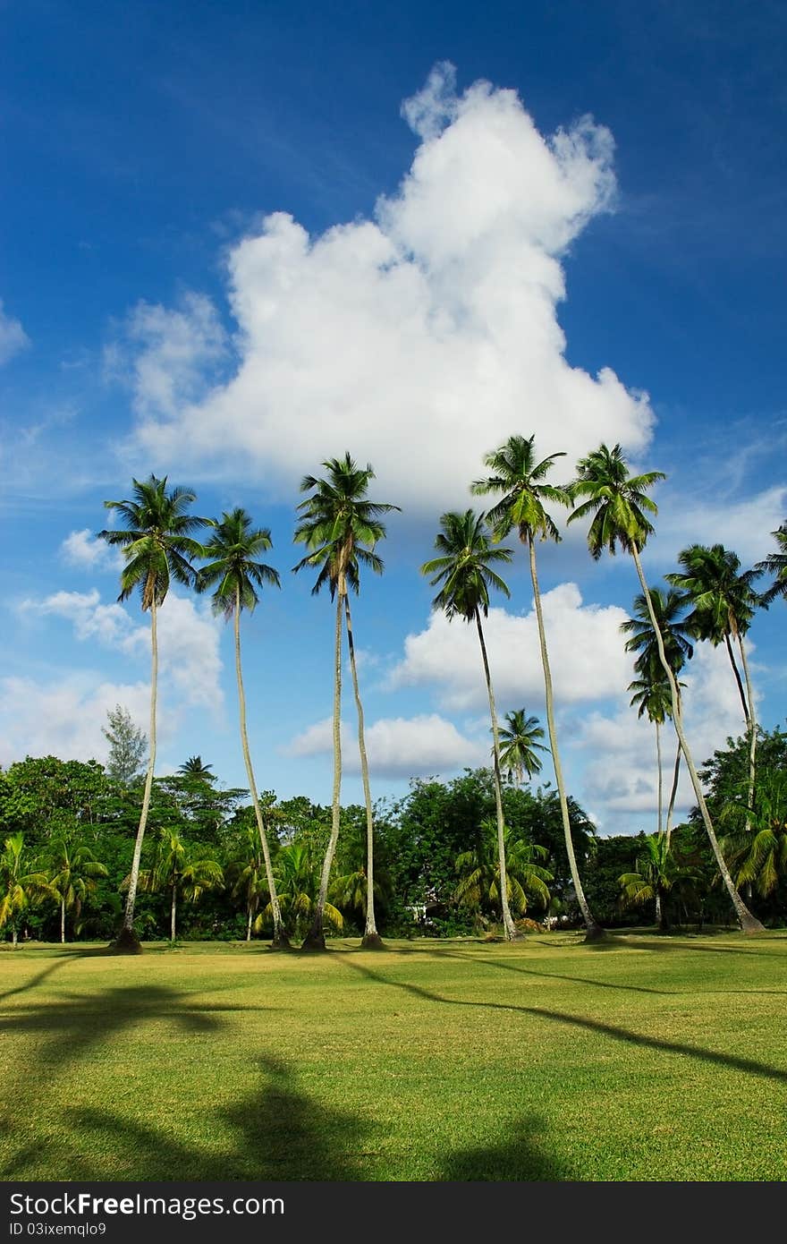 Field with tall coconut palm trees on a beautiful background of blue sky. Field with tall coconut palm trees on a beautiful background of blue sky.