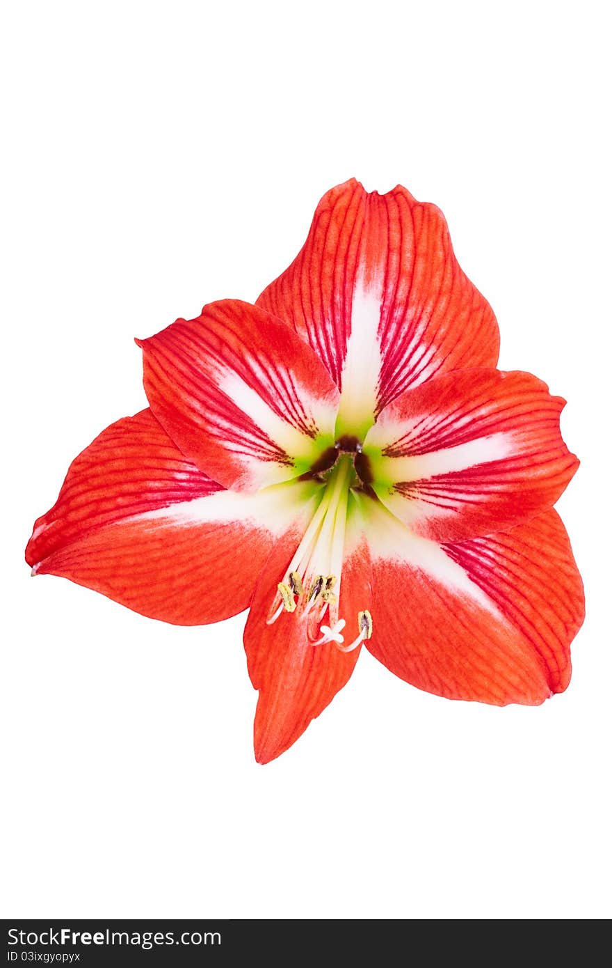 Hippeastrum