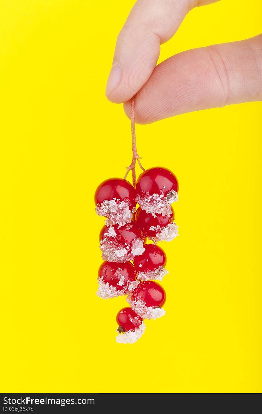 Studio-shot of fingers holding red currants coated with sugar, on a yellow background. Studio-shot of fingers holding red currants coated with sugar, on a yellow background.