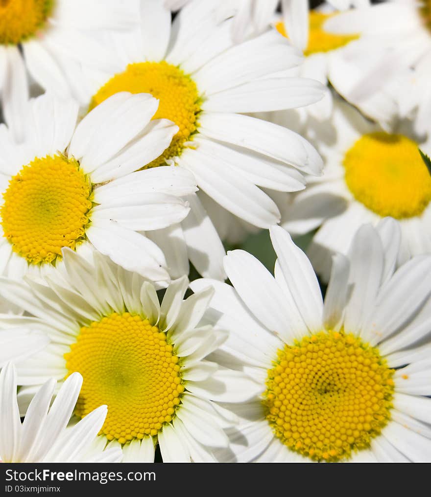 Background from white flowers daisywheels