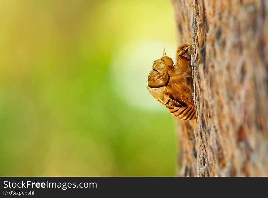 Cicada Exoskeleton