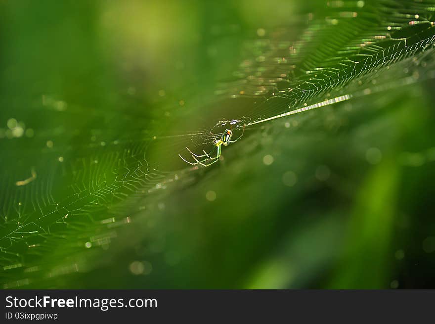 Spider on the web