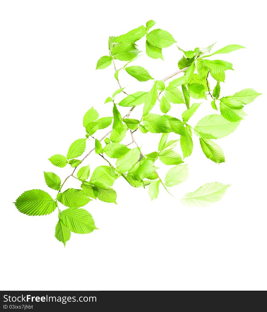 Branch with green leaf on white background isolated