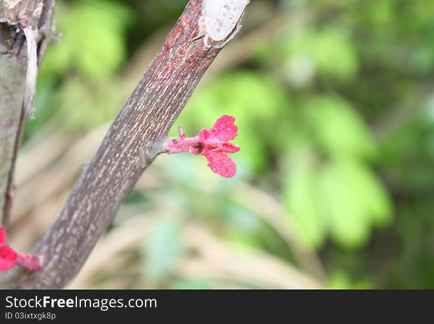 New leaf on a Poplar tree in spring. New leaf on a Poplar tree in spring.