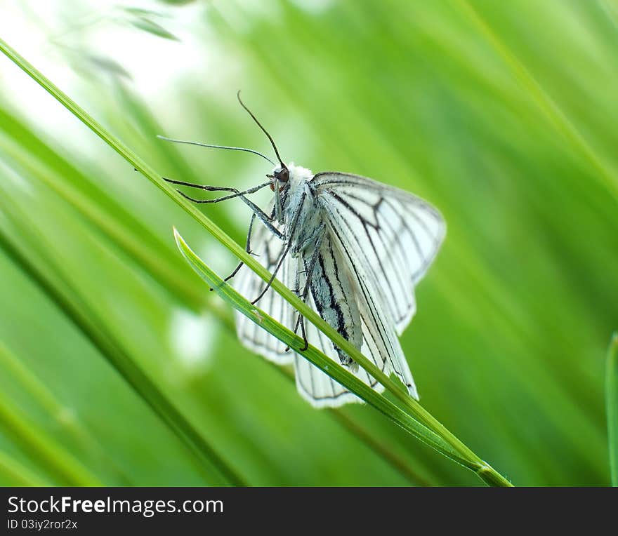 The Black-veined Moth sitting in grass