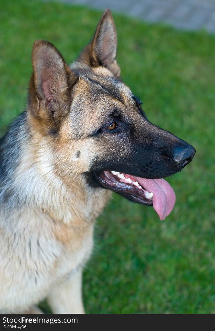 German shepherd in grass - Head. German shepherd in grass - Head