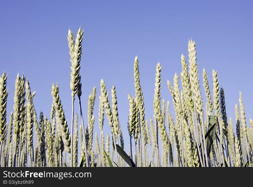 Closeup of green unriped rye in early summer. Closeup of green unriped rye in early summer.