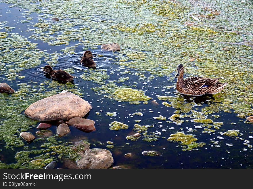 The duck with the ducklings searches for meal in a dirty bog. The duck with the ducklings searches for meal in a dirty bog.