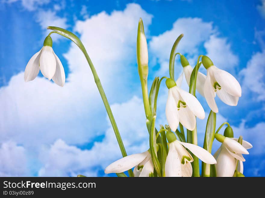 Spring white snowdrop nature flower plant