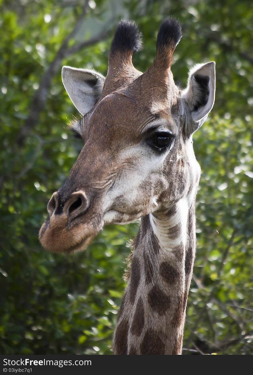 Giraffe Face Close-up