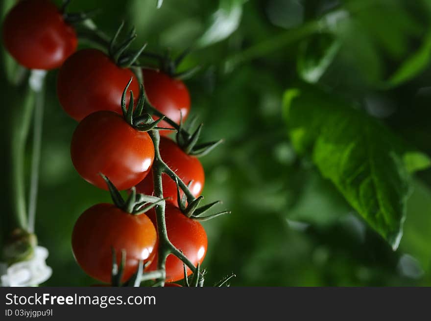 Branches with tomatoes in a room for growing vegetables